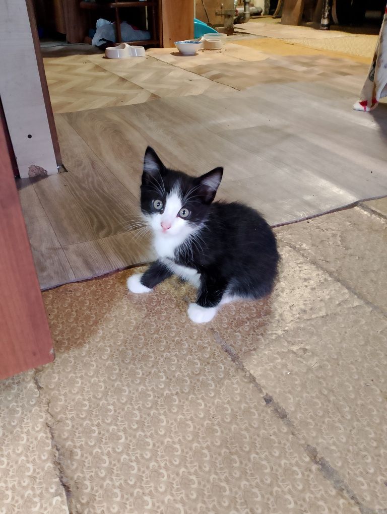 Отдам котят в хорошие добрые руки