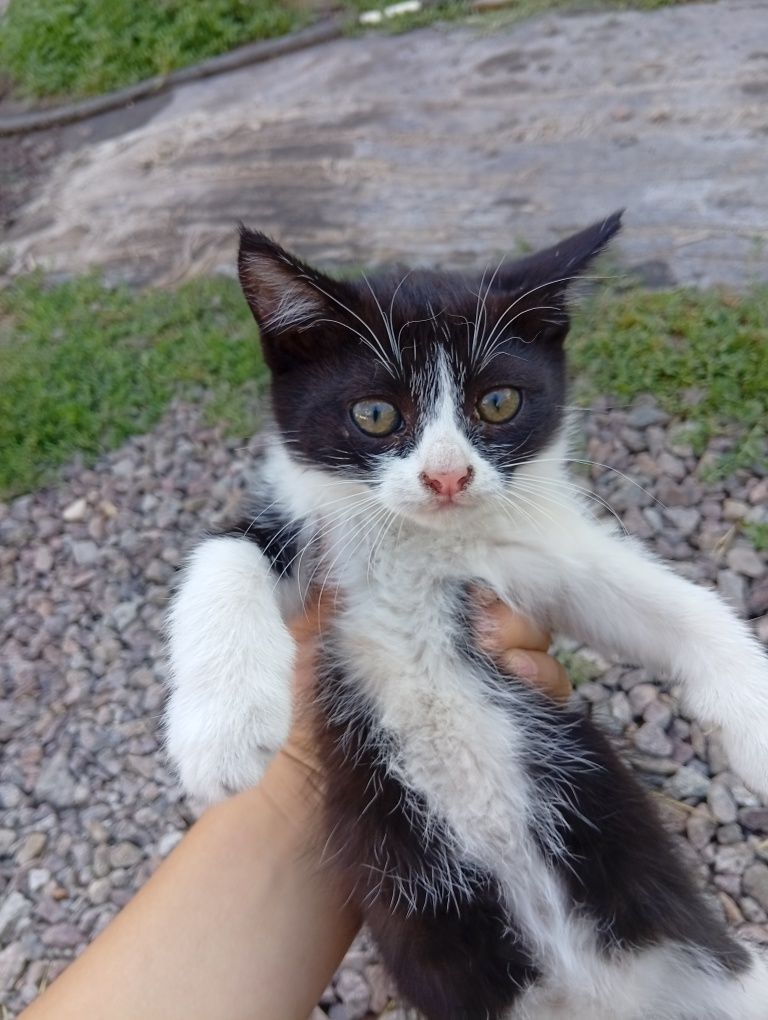 3 котята, двух месяцев. отдадим бесплатно в руки.