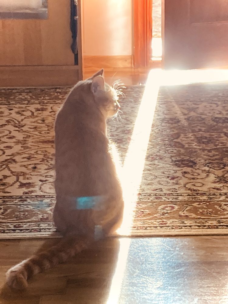Кот бритиш страйт в хорошие руки