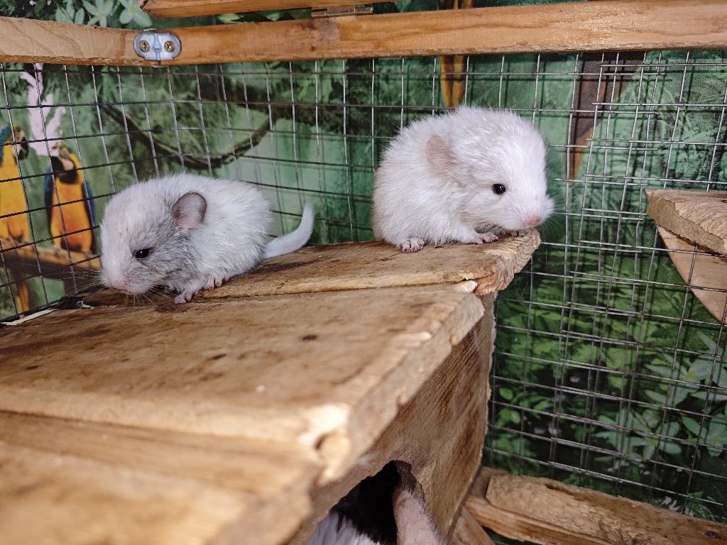 Шиншиллы с нетерпением ждут своих любящих друзей