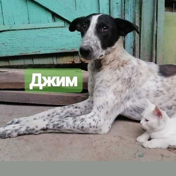 Прекрасный мальчишка Джим ищет дом.