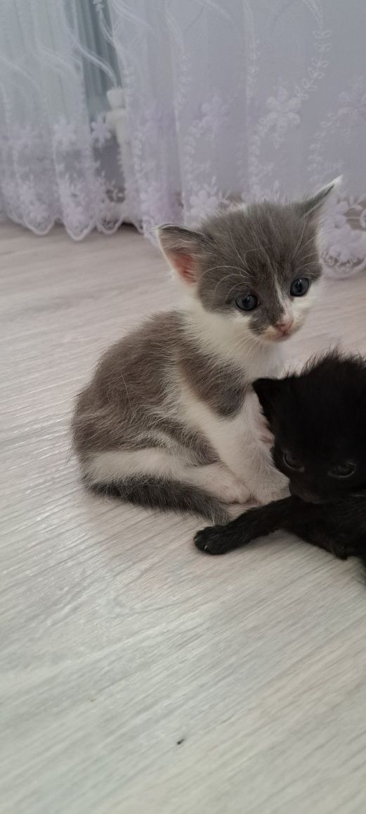 Отдам котят  бесплатно