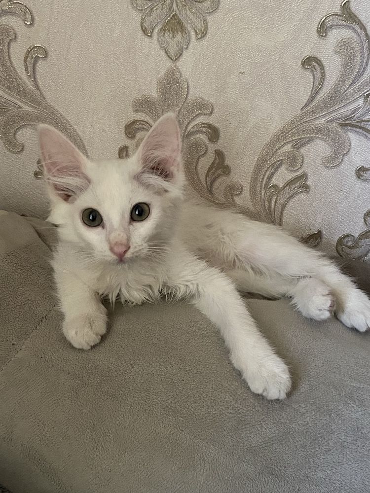 Отдам кошечку в добрые руки!