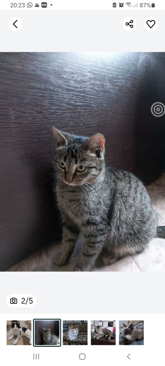 Отдам котят в хорошие руки