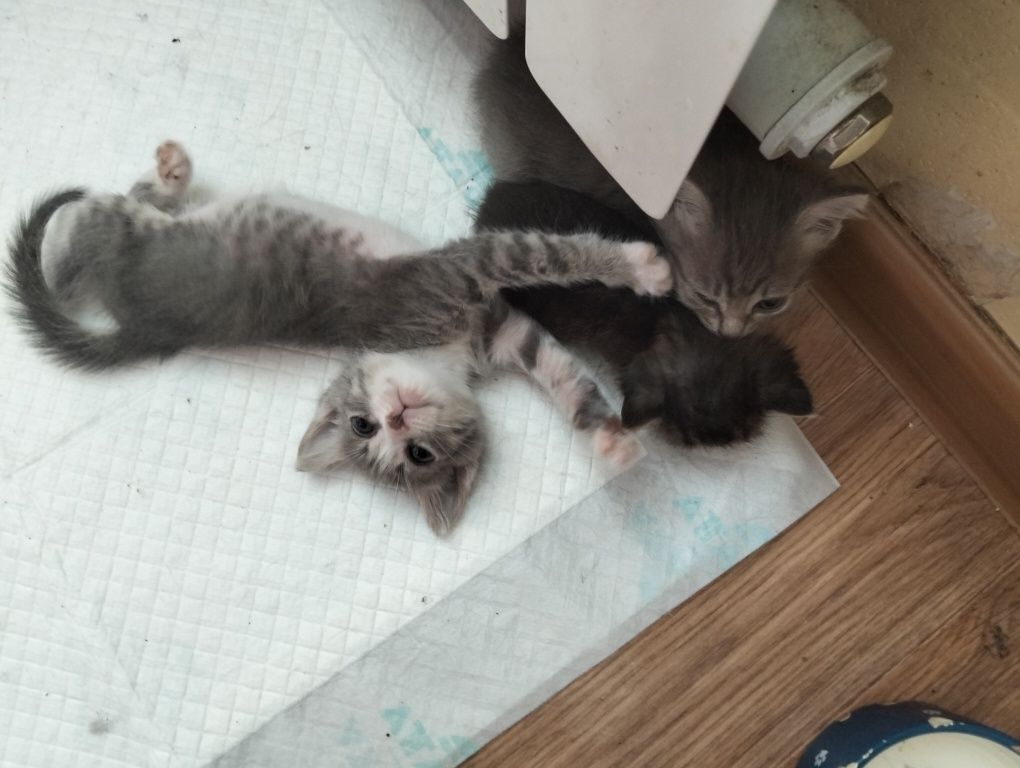 Отдам котят в добрые руки