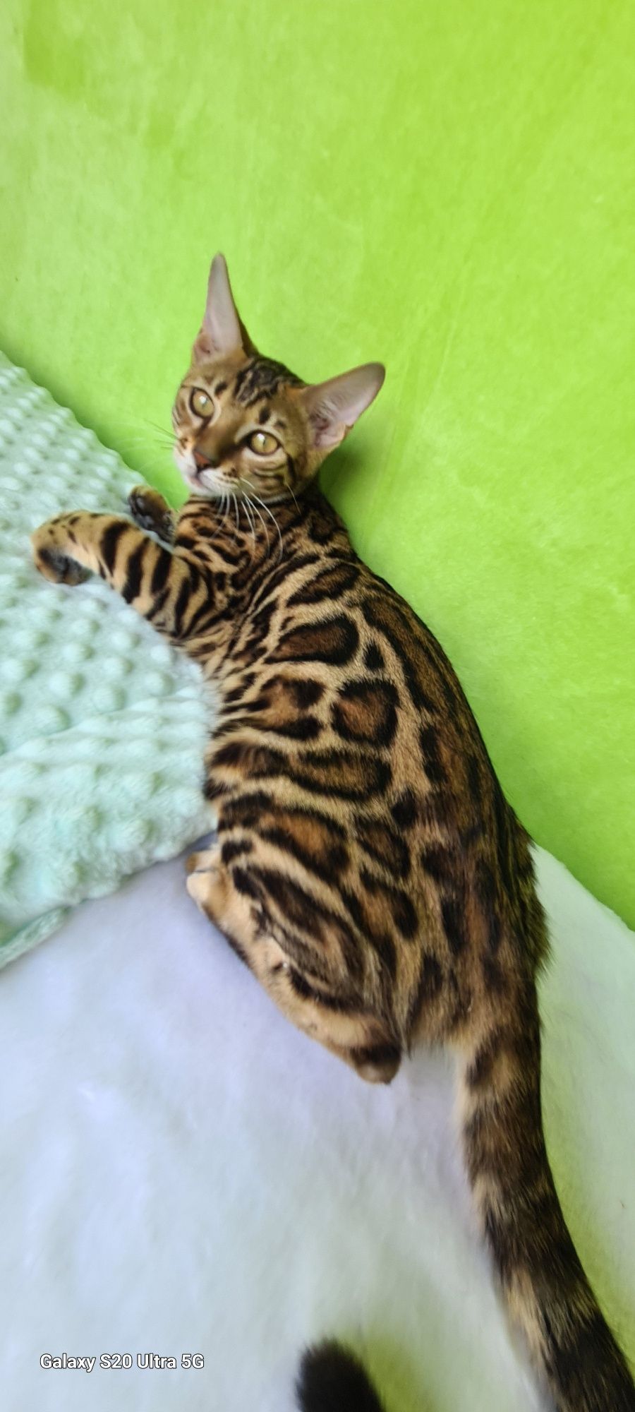 Бенгальская кошечка
