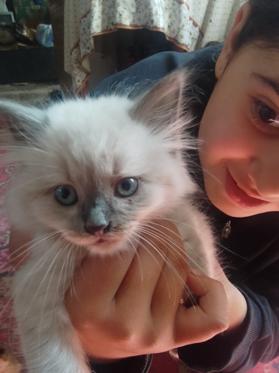 Отдадим котенка девочку .
