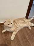 Шотландкий вислоухий кот