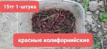 Красные черви для рыбалки