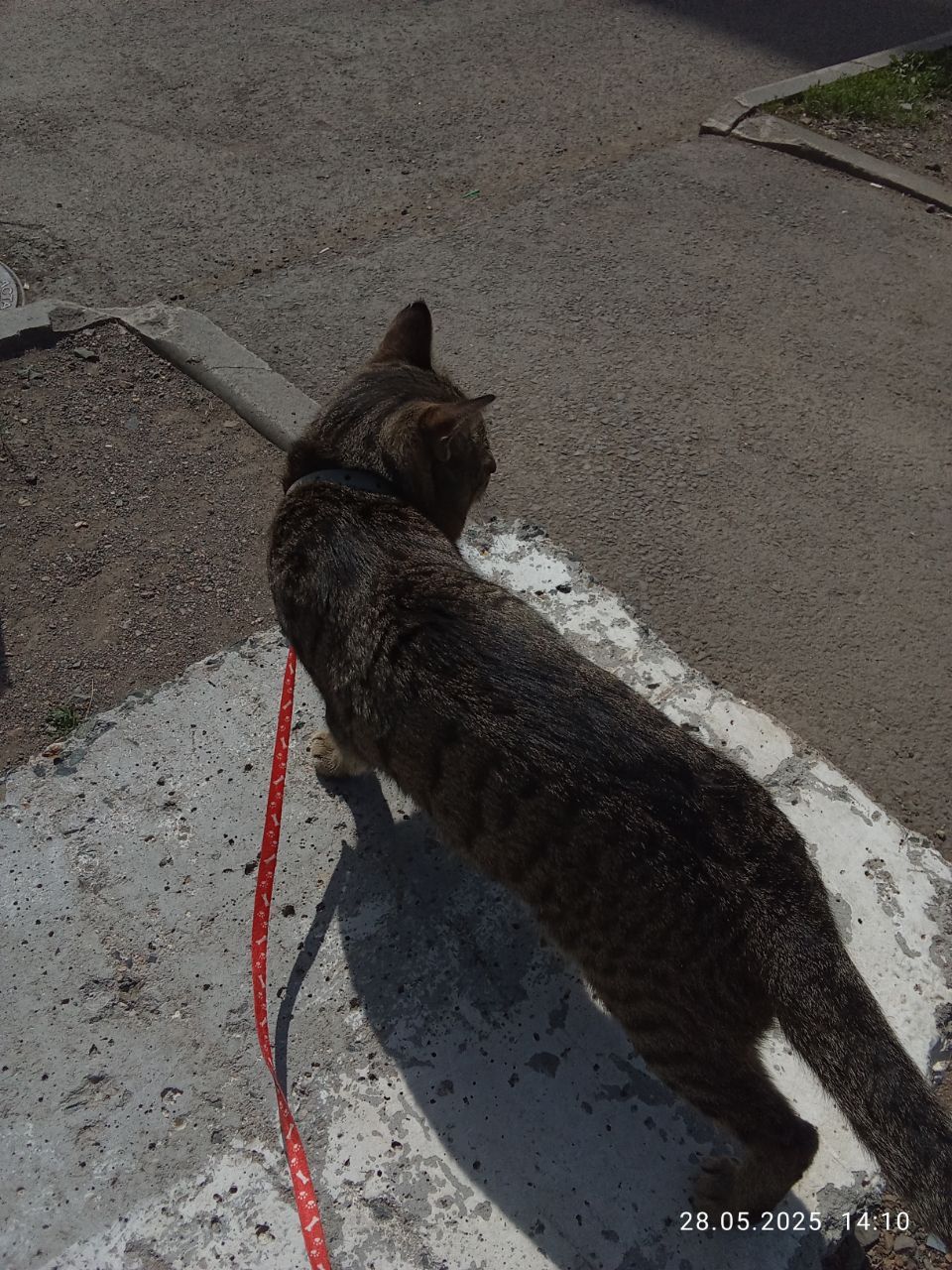 Кот в хорошие руки бесплатно