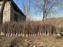 Саженцы берючина живая изгородь