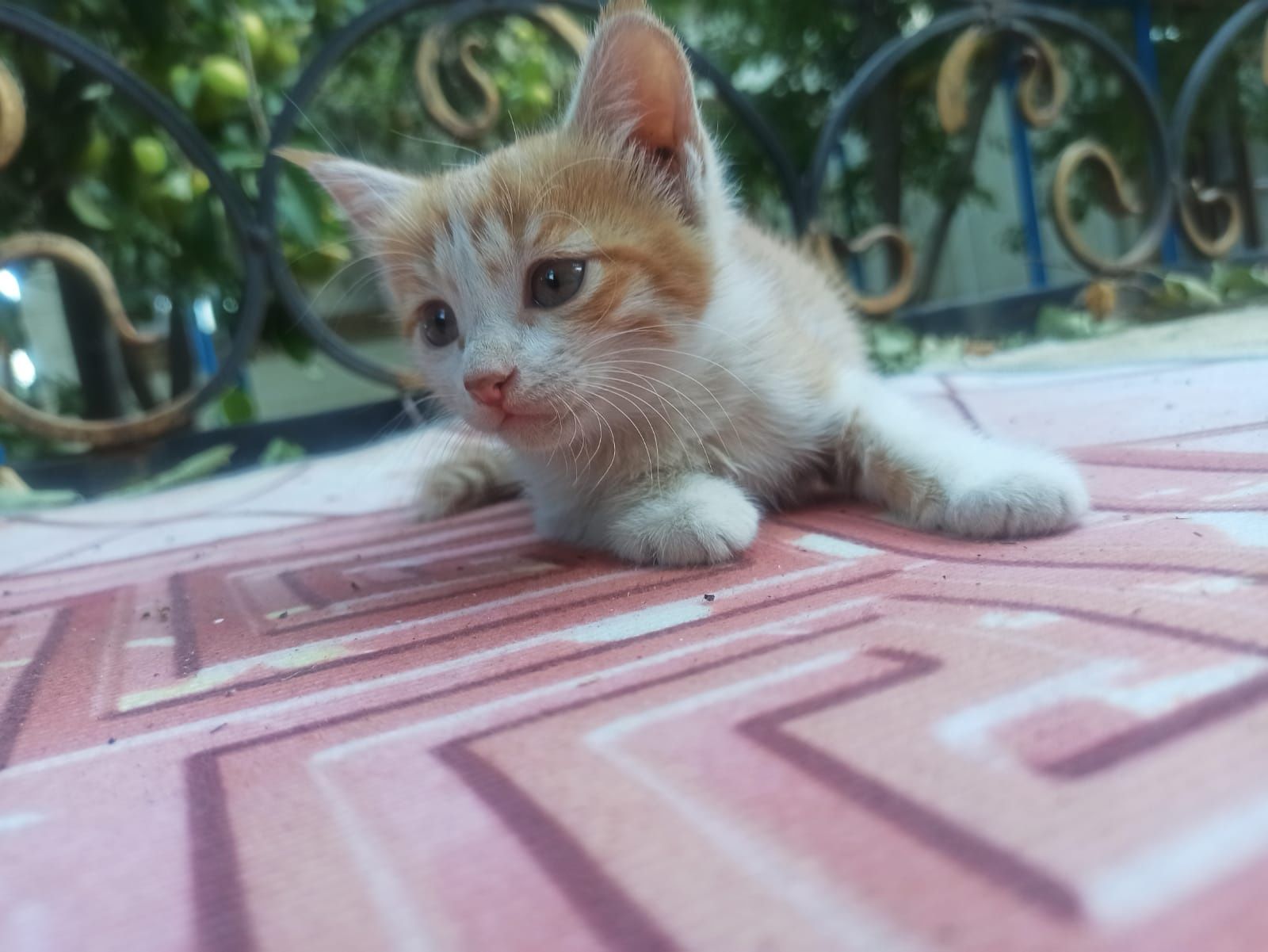 Мысық марғау котята мысык