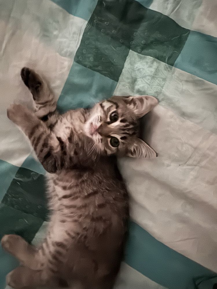 Отдам даром котенка