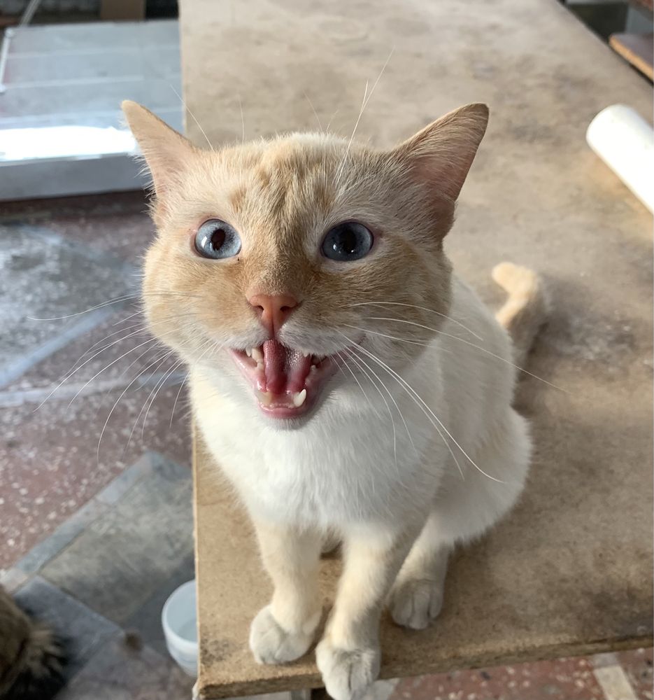 Котик ищет семью