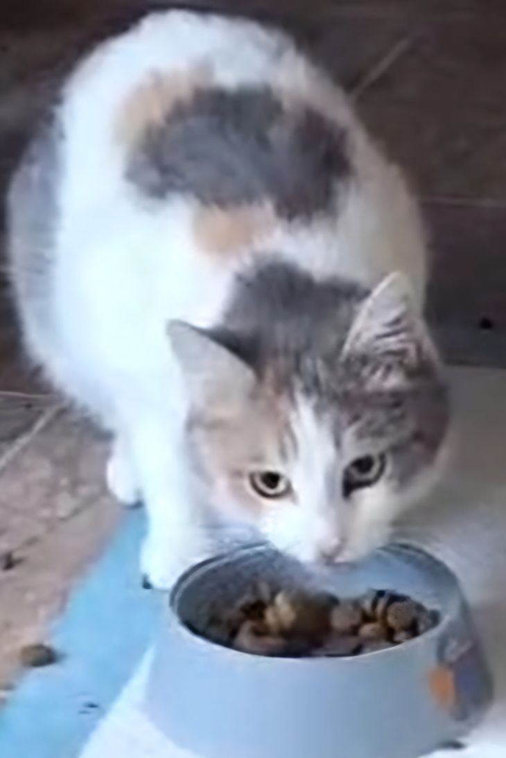 СРОЧНО! Кошечки и котики ищут дом!