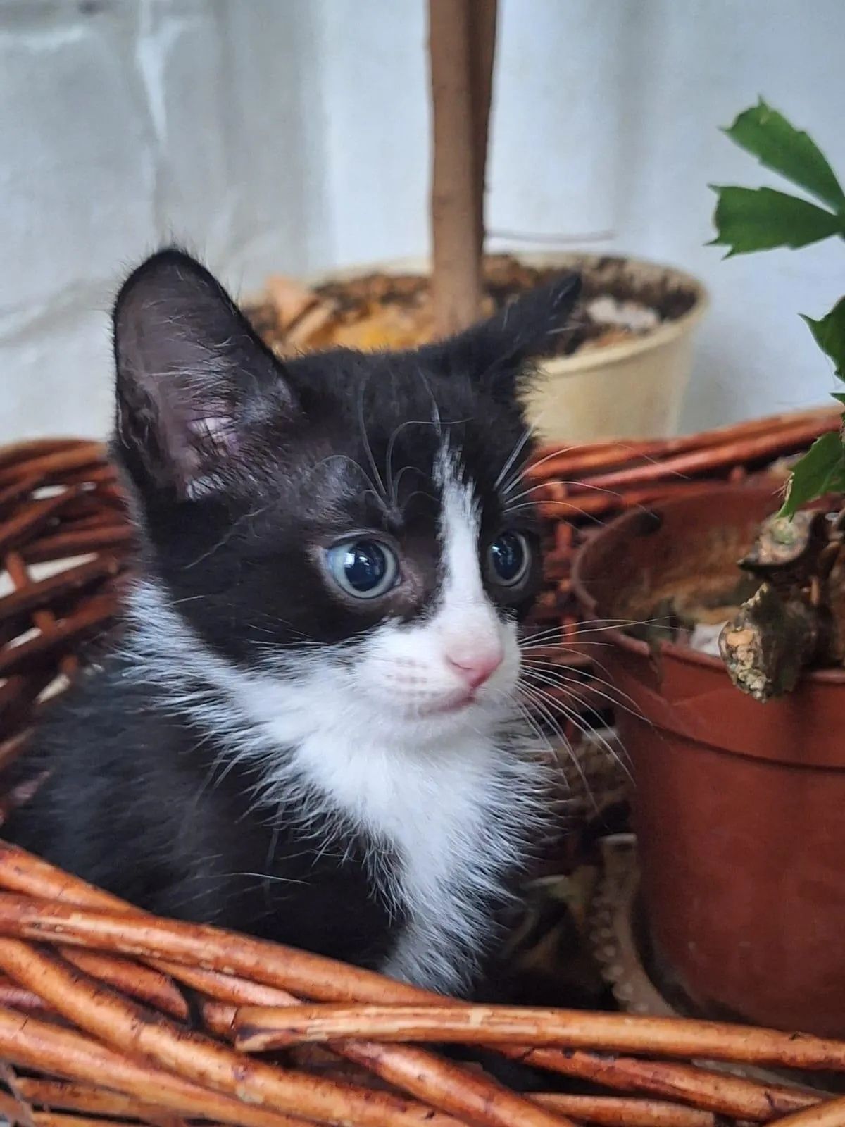 Отдам шикарного котика