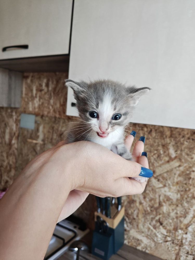 Отдам котят в добрые руки. Бесплатно
