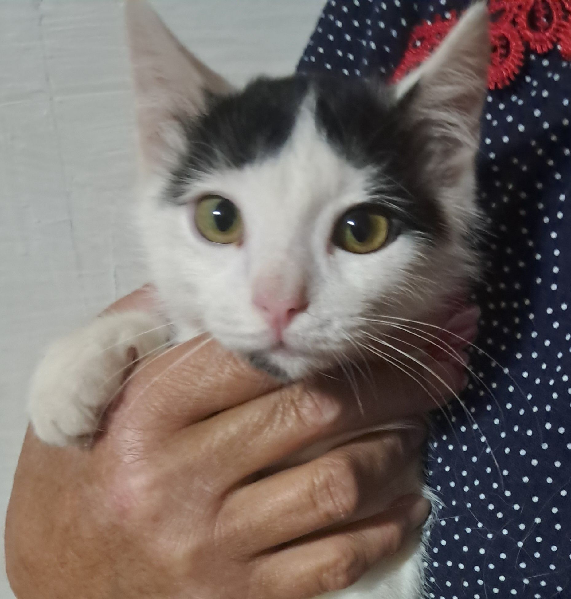Отдам котёнка в добрые руки