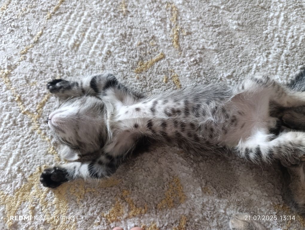 Котенок 1,5 месяц девочка