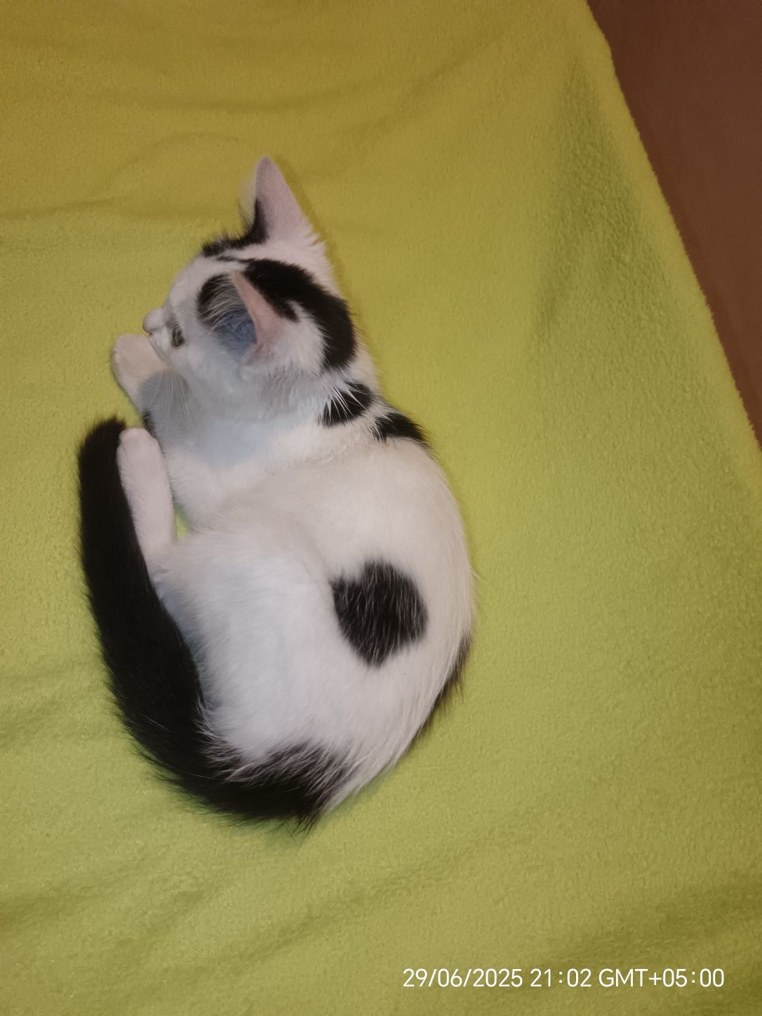 Отдам  котёнка (кошечка)!