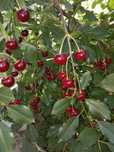 Продам дом вишня спелая