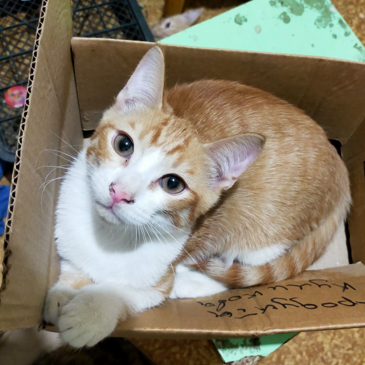 Котята в хорошие руки