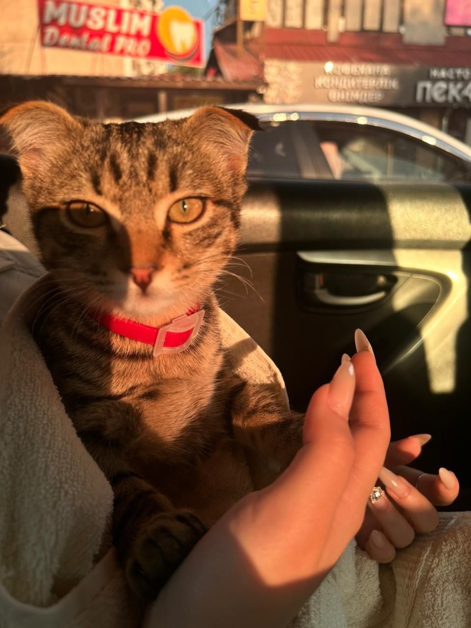Кот вислоухий шотландец
