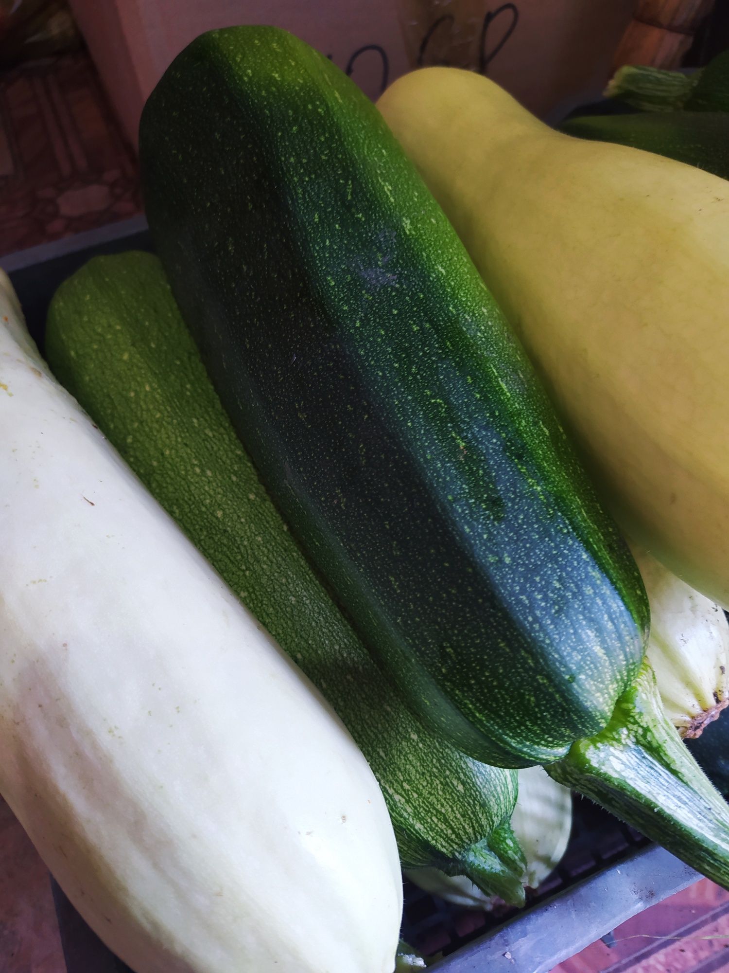 Продам кабачки домашние