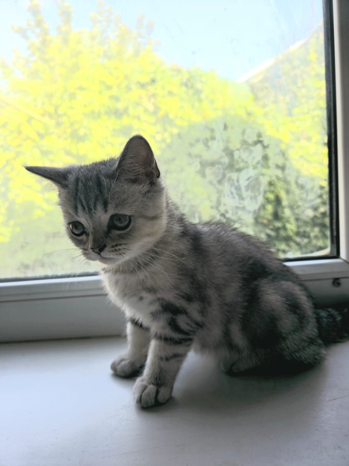 Продам Шотландского прямоухого котенка