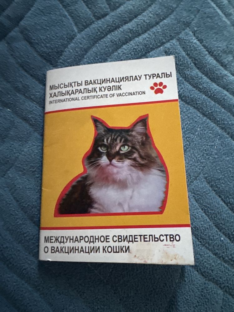 Кошка британская