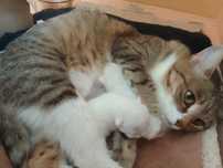 Кошка с котятами