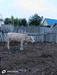 Продаётся корова