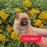 Прекрасное настроение от Asia Dog House