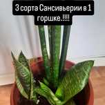 Комнатные и офисные цветы.