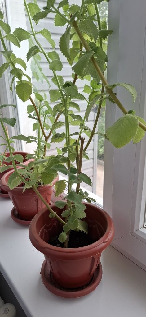 Продам цветы разные
