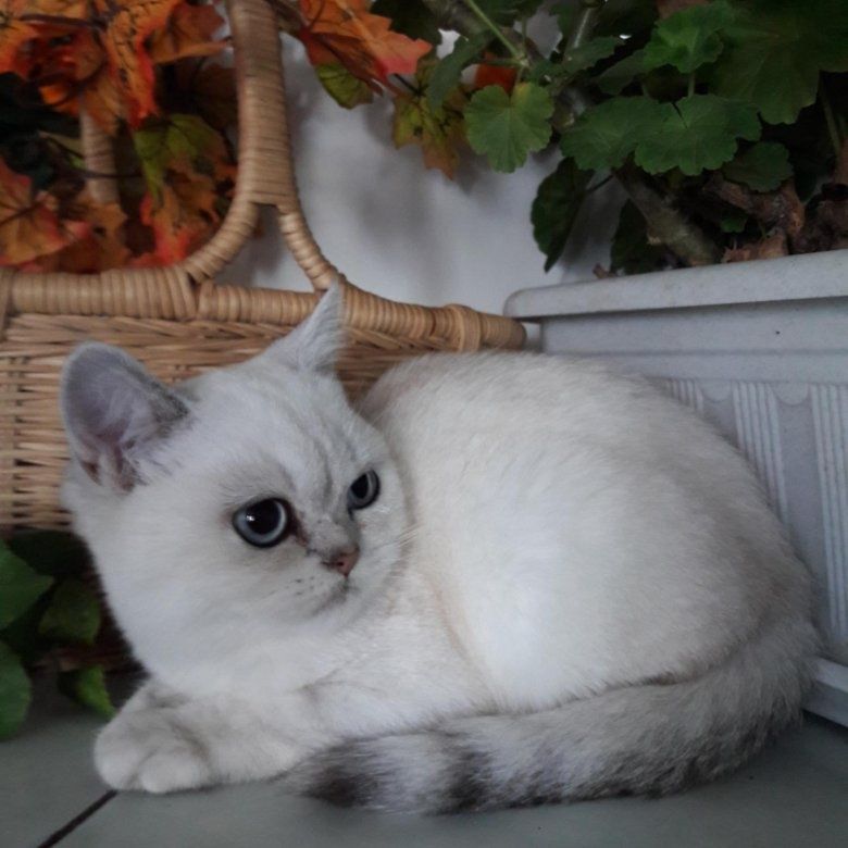 Котята Шотландцы Британцы Скоттиш Страйт Фолд Шиншиллы Блю Поинт