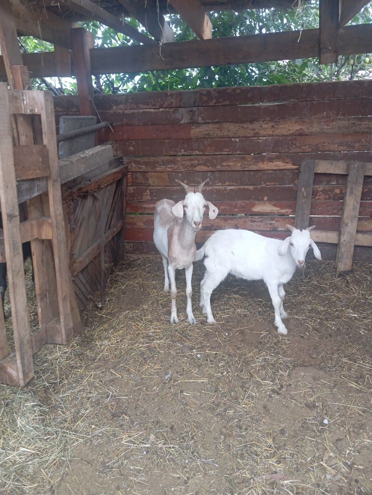 Продам козу с козленком