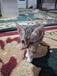 Отдам Шотландских прямоухих котят в добрые руки