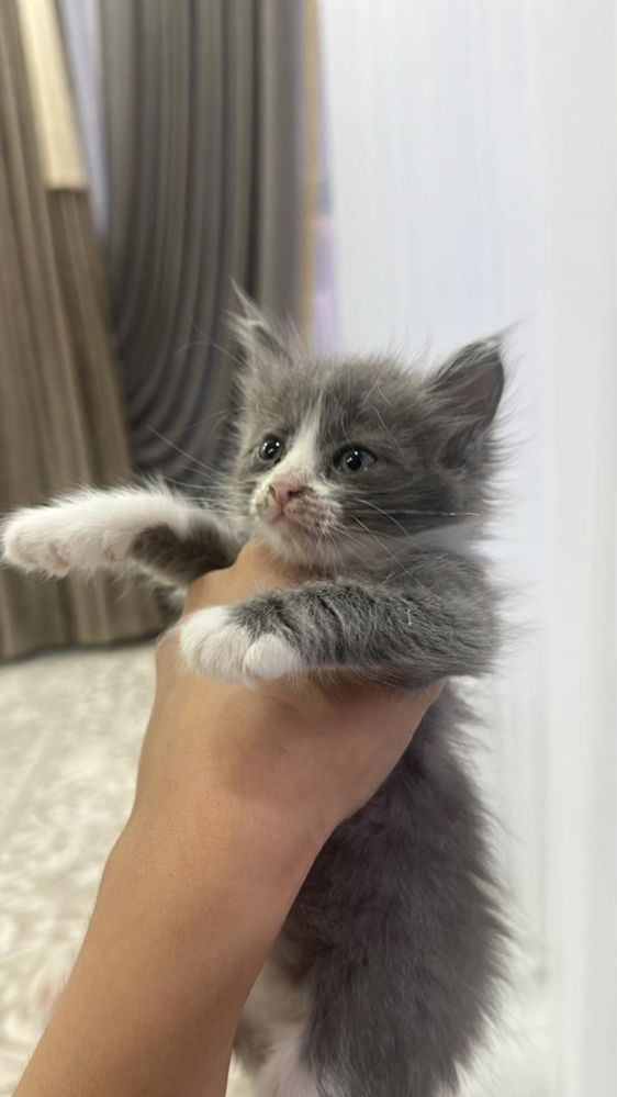Котенок в добрые руки