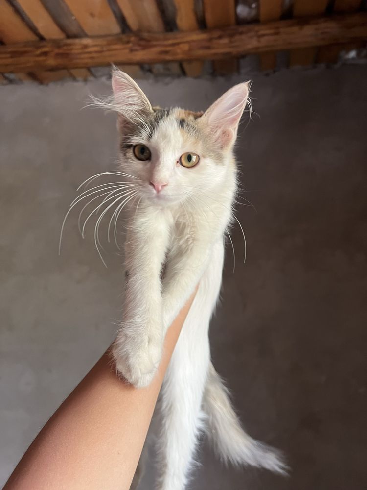 Отдам средних котят
