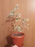 Продам фикус 2000