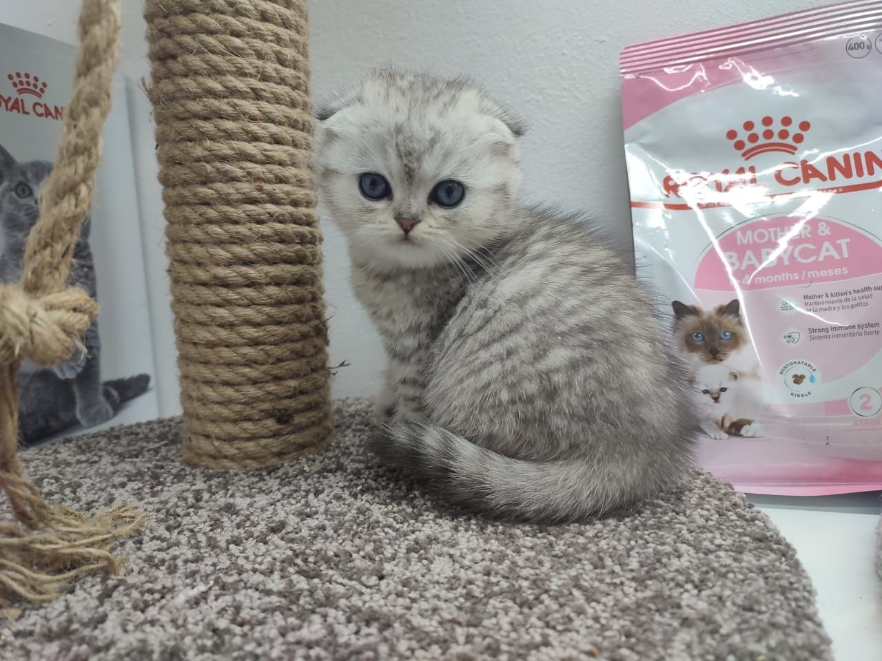 Шотландские котята вислоушки
