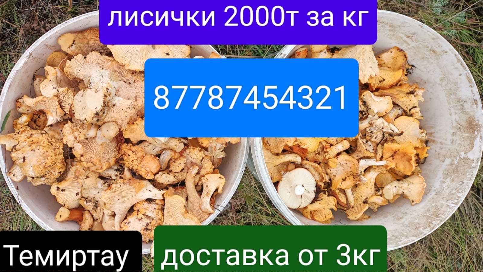 Продам свежие только из лесу грибы лисички