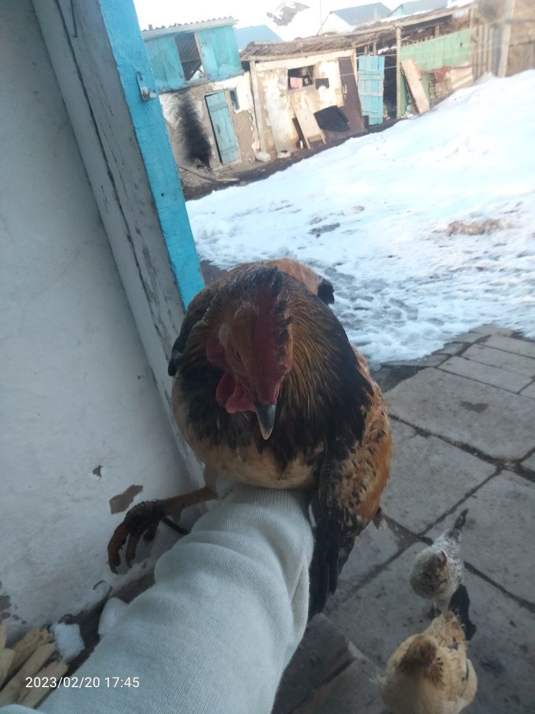 Кораз петух обмен