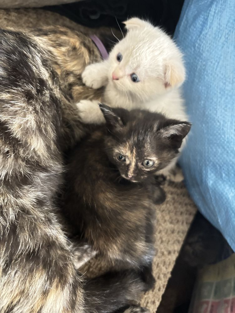 Отдам котят в добрые руки