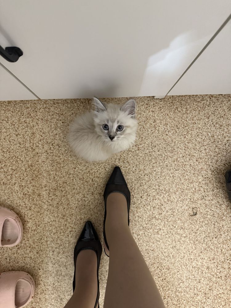 Отдам котёнка в добрые руки — 15 000 ₸