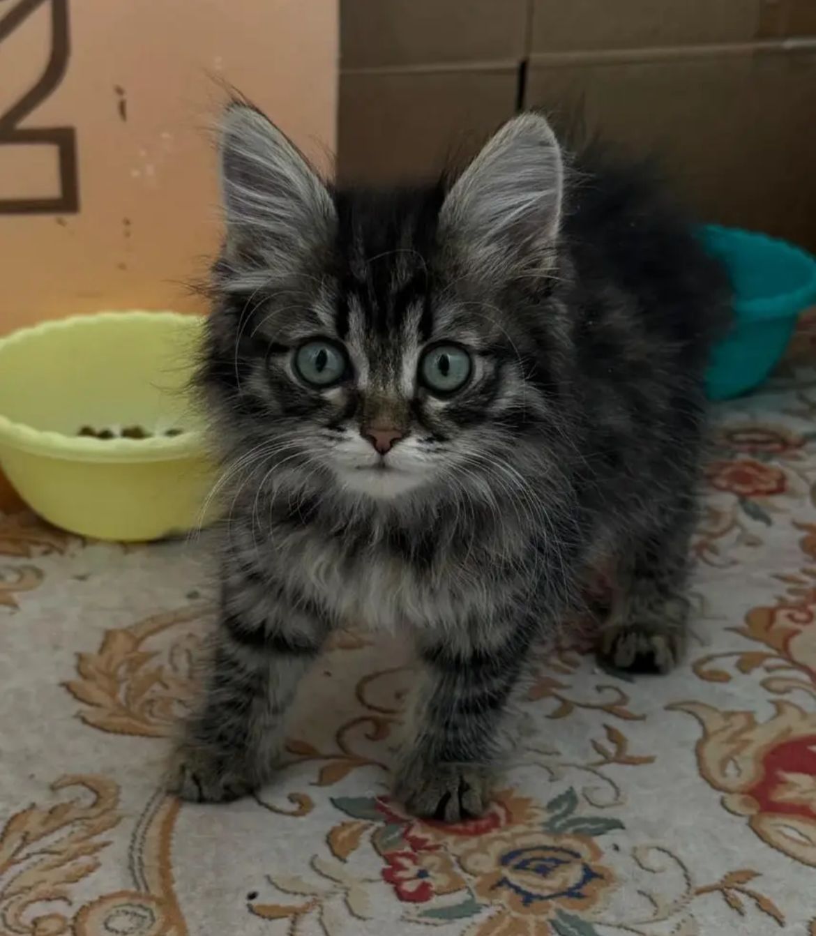 Отдам котенка комышового кота предположительно