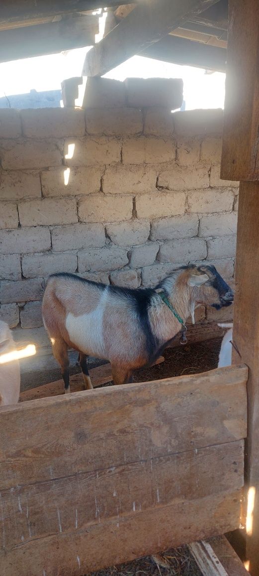 Жамбыл облысы Жамбыл ауданы с асада  обмен бар кой кошкарга