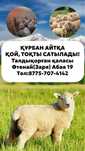 Курбан айткана кой токтысатылады