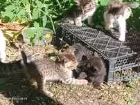 отдам котят в добрые руки